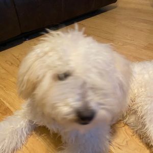 Meet your Posher, Jazmin